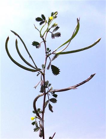 Medicago monantha